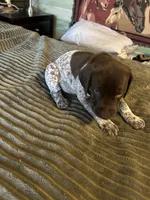 Przyborowski , a female German Shorthaired Pointer for sale in Necedah, WI – 2 of 3