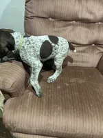 Myki, a female German Shorthaired Pointer for sale in Necedah, WI – 1 of 3
