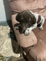 Myki, a female German Shorthaired Pointer for sale in Necedah, WI – 2 of 3