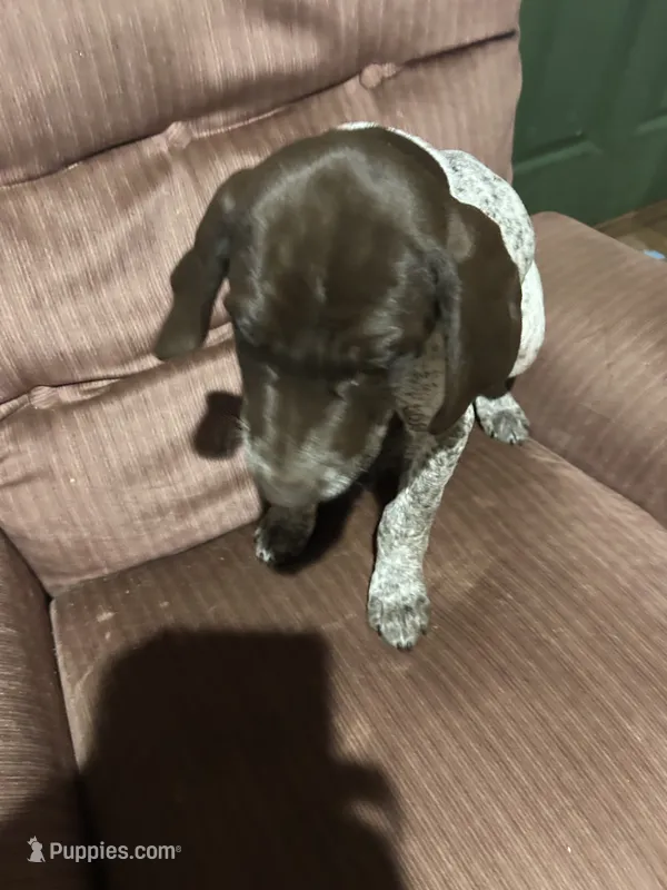 Bo – German Shorthaired Pointer puppy for sale in Necedah, WI