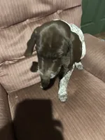 Bo, a male German Shorthaired Pointer for sale in Necedah, WI – 1 of 4