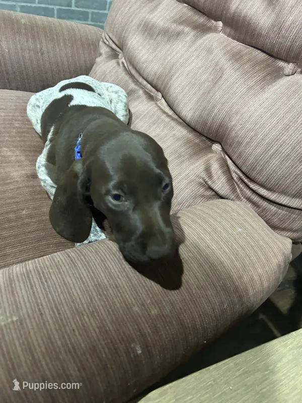 Rex, a male German Shorthaired Pointer for sale in Necedah, WI – 1 of 4