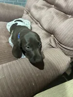 Rex, a male German Shorthaired Pointer for sale in Necedah, WI – 1 of 4