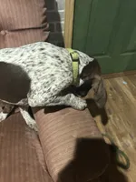 Bo, a male German Shorthaired Pointer for sale in Necedah, WI – 2 of 4
