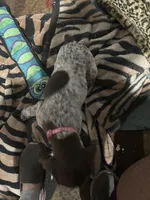 Pink girl, a female German Shorthaired Pointer for sale in Necedah, WI – 1 of 4