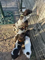 Pink girl, a female German Shorthaired Pointer for sale in Necedah, WI – 4 of 4