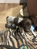 Pink girl, a female German Shorthaired Pointer for sale in Necedah, WI – 2 of 4