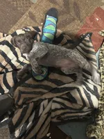 Pink girl, a female German Shorthaired Pointer for sale in Necedah, WI – 3 of 4