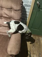 Bo, a male German Shorthaired Pointer for sale in Necedah, WI – 4 of 4