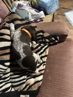 Orange, a male German Shorthaired Pointer for sale in Necedah, WI – Photo 2 of 5
