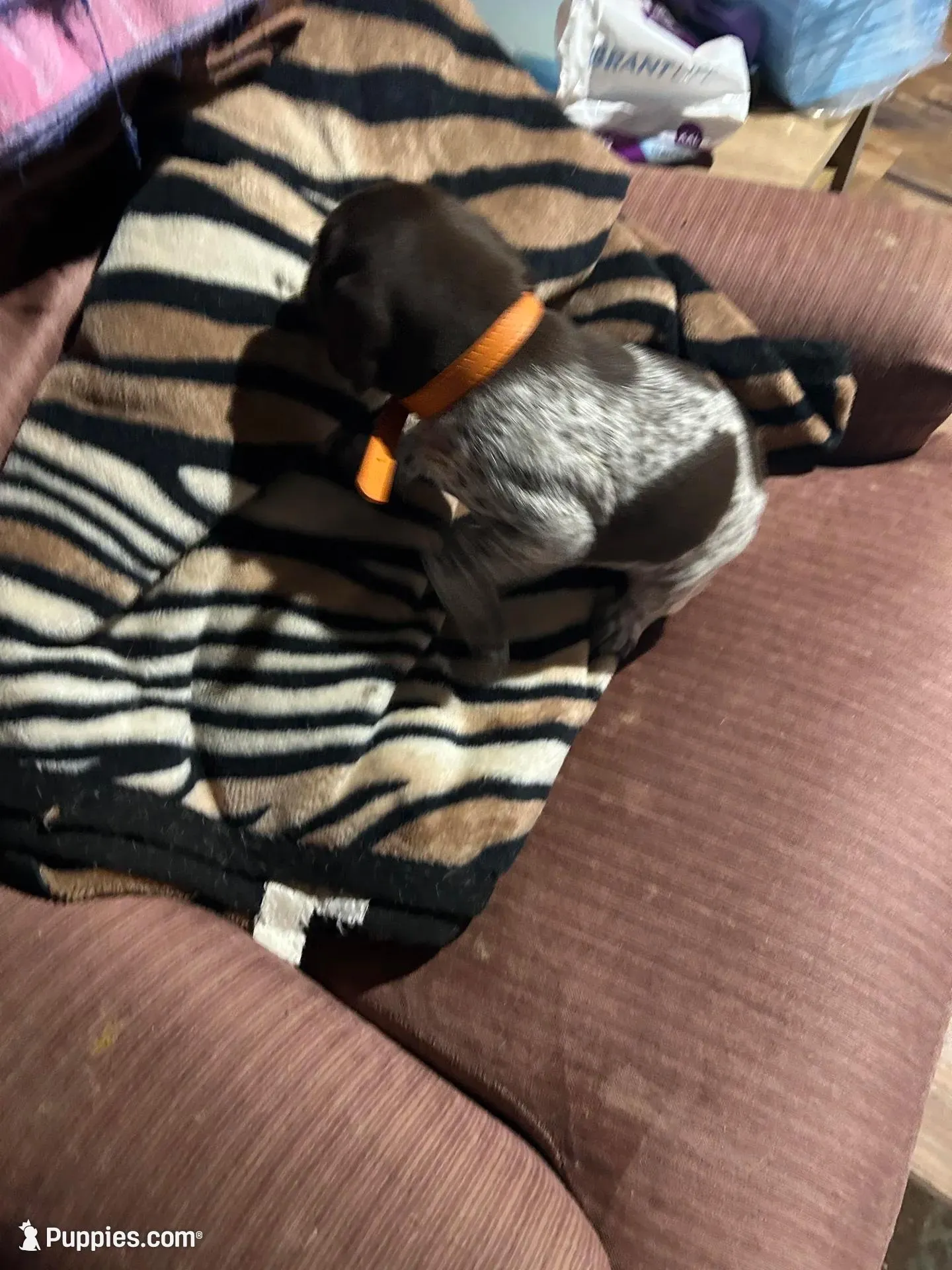 Orange, a male German Shorthaired Pointer for sale in Necedah, WI – Photo 4 of 5