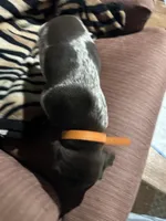 Orange, a male German Shorthaired Pointer for sale in Necedah, WI – Photo 3 of 5