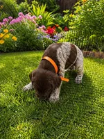 Orange, a male German Shorthaired Pointer for sale in Necedah, WI – Photo 1 of 5