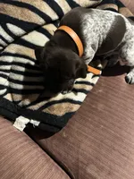 Orange, a male German Shorthaired Pointer for sale in Necedah, WI – Photo 5 of 5