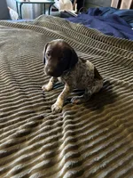 Przyborowski , a female German Shorthaired Pointer for sale in Necedah, WI – 3 of 3