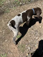 Rex, a male German Shorthaired Pointer for sale in Necedah, WI – 4 of 4