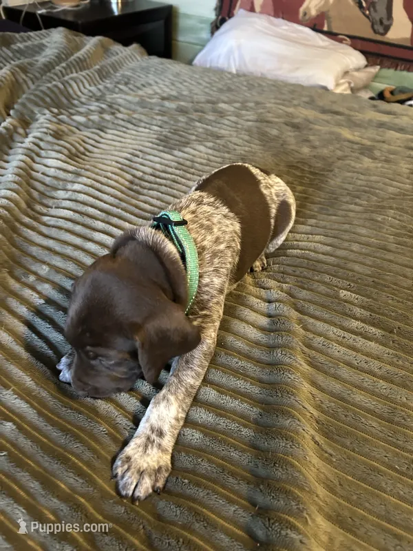 Przyborowski Sophie – German Shorthaired Pointer puppy for sale in Necedah, WI