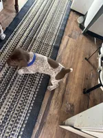 Blue, a male German Shorthaired Pointer for sale in Necedah, WI – Photo 4 of 5