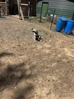 Blue, a male German Shorthaired Pointer for sale in Necedah, WI – Photo 5 of 5