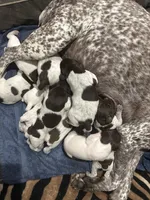 Blue, a male German Shorthaired Pointer for sale in Necedah, WI – Photo 3 of 5