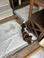 Blue, a male German Shorthaired Pointer for sale in Necedah, WI – Photo 2 of 5