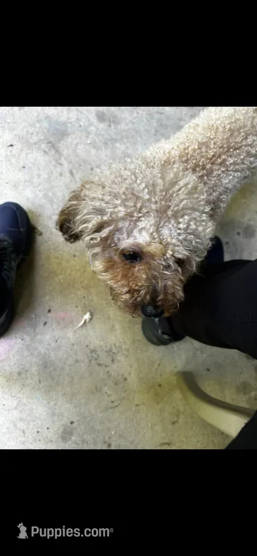 Legend  – Poodle - Toy  puppy for sale in Baltimore Highlands, MD