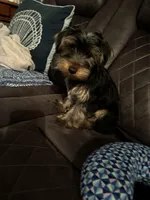 Zappa, a male Yorkshire Terrier for sale in Rockingham, NC – Photo 1 of 3