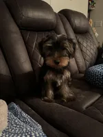 Zappa, a male Yorkshire Terrier for sale in Rockingham, NC – Photo 3 of 3