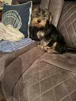 Zappa, a male Yorkshire Terrier for sale in Rockingham, NC – Photo 2 of 3