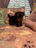 Tango, a male Yorkshire Terrier for sale in Rockingham, NC – Photo 2 of 3