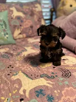Tango, a male Yorkshire Terrier for sale in Rockingham, NC – Photo 3 of 3