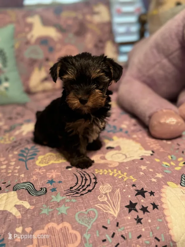Tango, a male Yorkshire Terrier for sale in Rockingham, NC – Photo 1 of 3