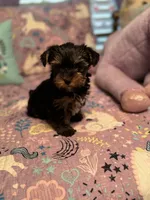Tango, a male Yorkshire Terrier for sale in Rockingham, NC – Photo 1 of 3