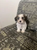 Sold, a female Yorkshire Terrier and Morkie for sale in Rockingham, NC – Photo 3 of 3