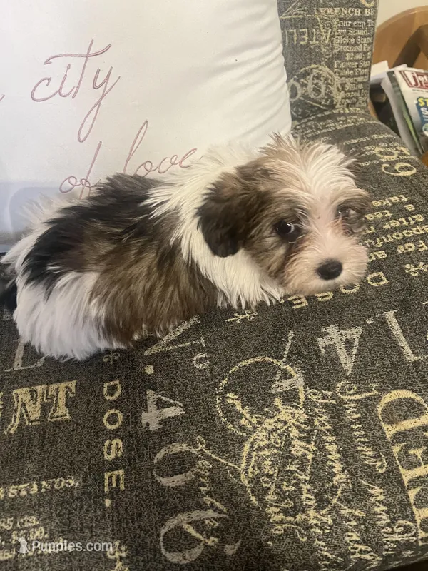 Sold, a female Yorkshire Terrier and Morkie for sale in Rockingham, NC – Photo 1 of 3