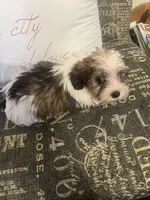 Sold, a female Yorkshire Terrier and Morkie for sale in Rockingham, NC – Photo 1 of 3