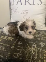 Sold, a female Yorkshire Terrier and Morkie for sale in Rockingham, NC – Photo 2 of 3