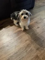 Tux, a male Yorkshire Terrier and Morkie for sale in Rockingham, NC – Photo 5 of 6