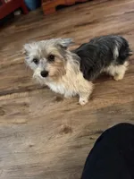 Tux, a male Yorkshire Terrier and Morkie for sale in Rockingham, NC – Photo 2 of 6