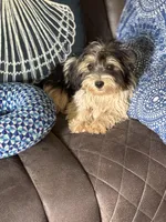 Tux, a male Yorkshire Terrier and Morkie for sale in Rockingham, NC – Photo 3 of 6