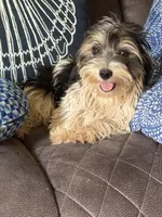 Tux, a male Yorkshire Terrier and Morkie for sale in Rockingham, NC – Photo 4 of 6