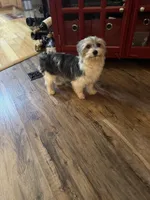 Tux, a male Yorkshire Terrier and Morkie for sale in Rockingham, NC – Photo 6 of 6