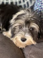 Tux, a male Yorkshire Terrier and Morkie for sale in Rockingham, NC – Photo 1 of 6