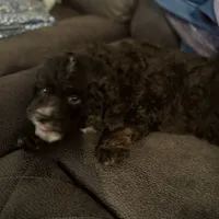 Bear, a male Miniature Aussiedoodle for sale in Rockingham, NC – Photo 2 of 3