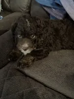 processed/b380802d-0d49-4f64-a67a-3300e911c277/listing/4aac7dc9-2b1e-40e6-89d0-63c69b30d34a/234db070-430a-42e1-a192-844c06ee8569