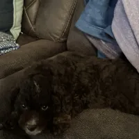 Bear, a male Miniature Aussiedoodle for sale in Rockingham, NC – Photo 3 of 3