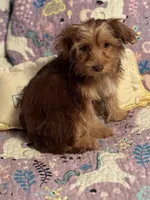 Dutch, a female Yorkshire Terrier and Morkie for sale in Rockingham, NC – Photo 1 of 3