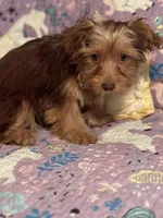 Dutch, a female Yorkshire Terrier and Morkie for sale in Rockingham, NC – Photo 3 of 3