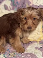 Dutch, a female Yorkshire Terrier and Morkie for sale in Rockingham, NC – Photo 2 of 3