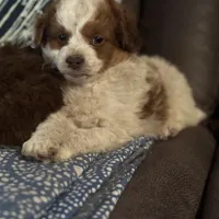 Gold-a, a female Miniature Aussiedoodle for sale in Rockingham, NC – Photo 3 of 3